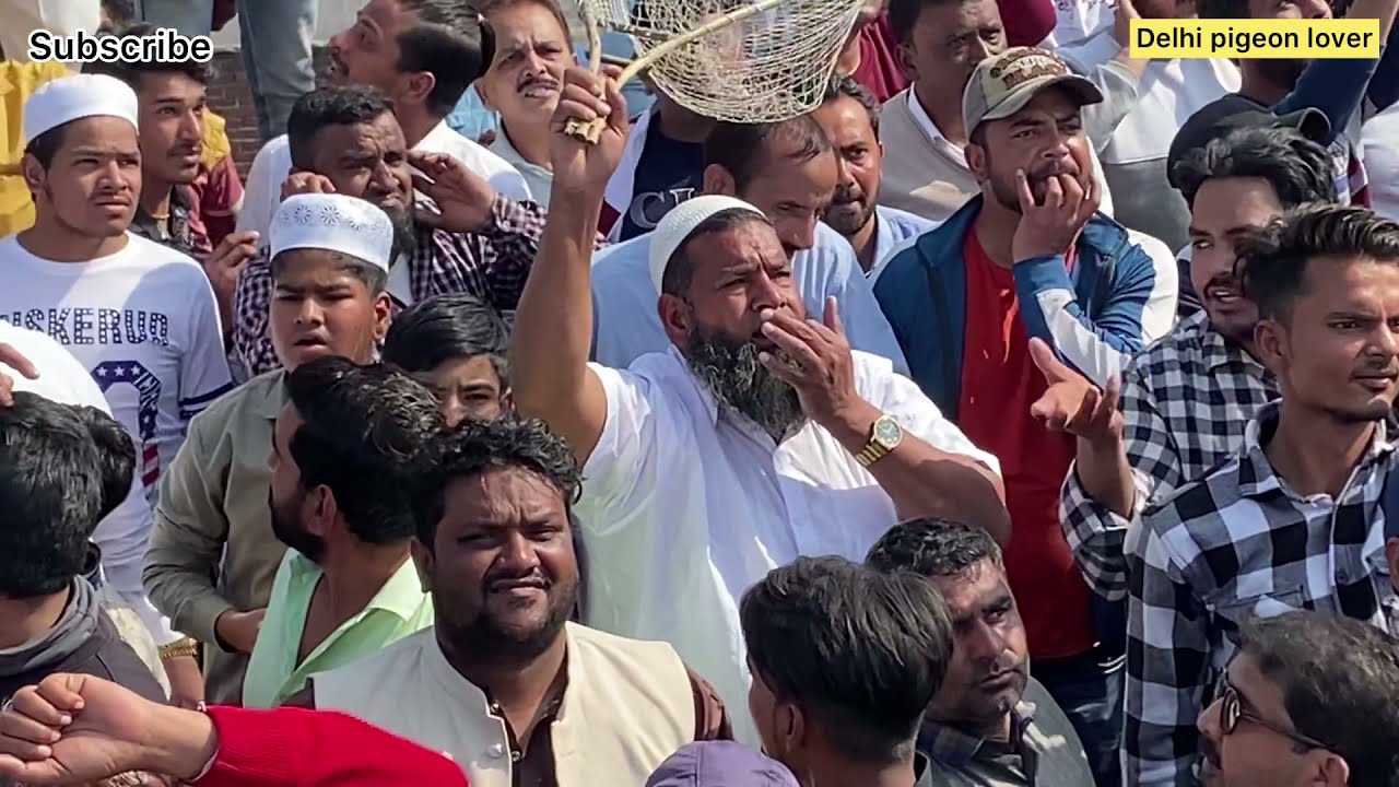 1540 kabutar bholu Qureshi 1st march 2022 gat krke 1540 kabutar gayab | sabhi Ustaado ko shok dikaya