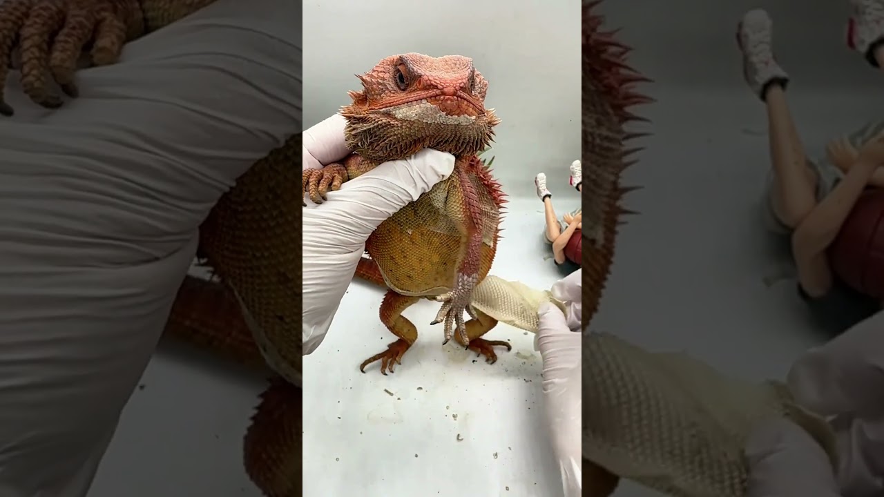 Bearded Dragon Glow‑Up: 22‑Second Shed Transformation 🦎✨ #shorts #fyp #dragon #asmr # #reptiles