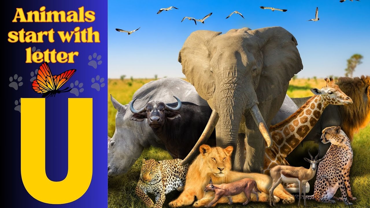 Animals Starting With U| Learn Animal Words That Start With Letters U #animals