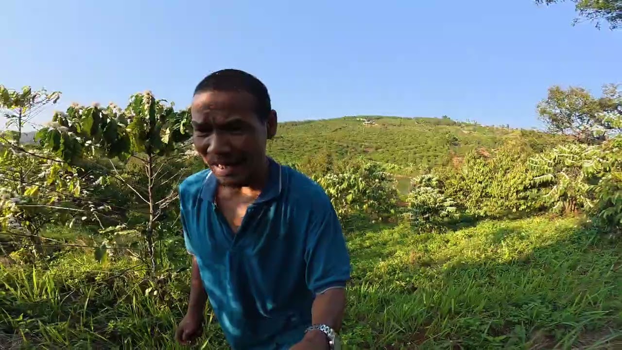 PHẦN 2 SẦU RIÊNG CÀ PHÊ RA HOA ĐẠT I LÀM GIÀU TỪ NÔNG NGHIỆP I