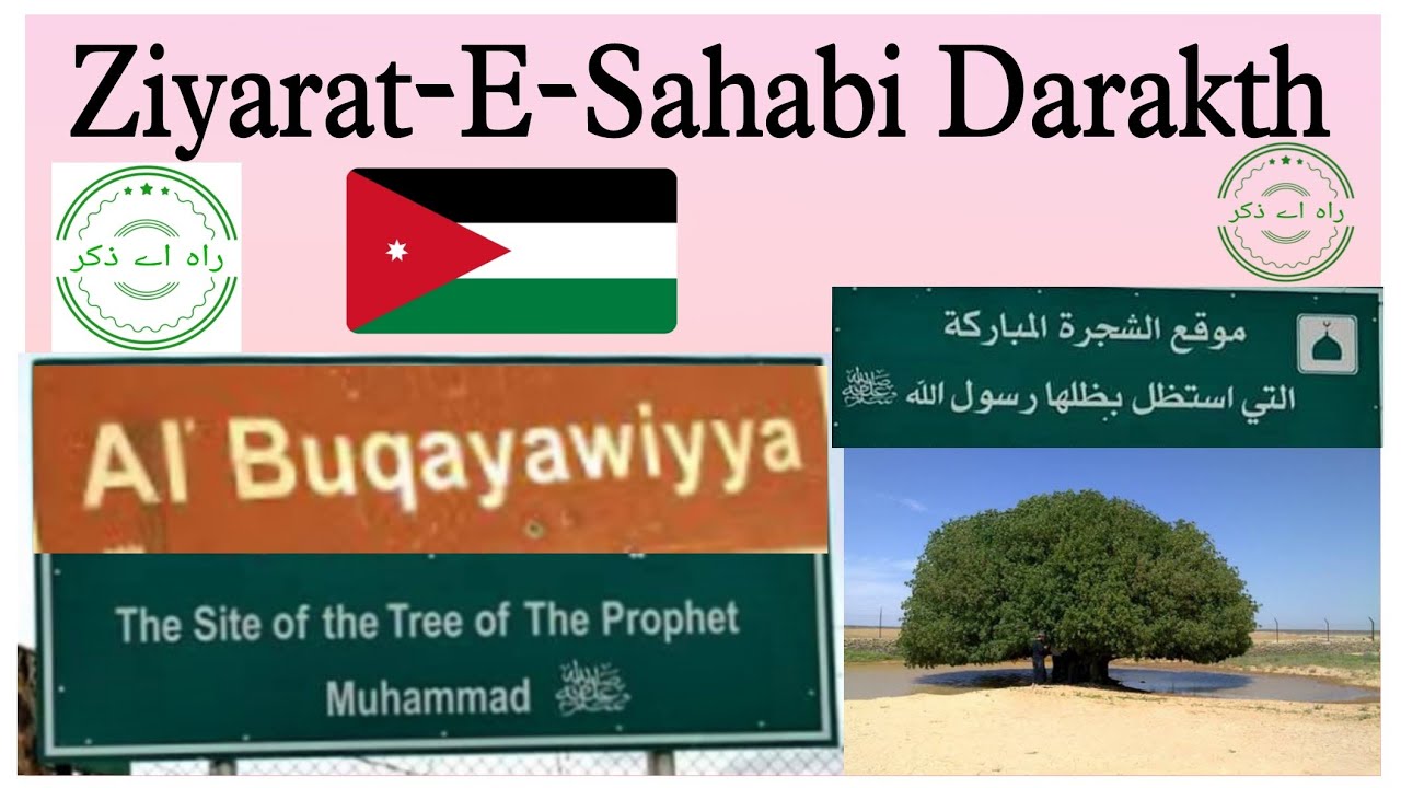 Sahabi Darakht (tree) al buqayawiyya tree in Jordan 🇯🇴 Prophet Muhammad | #rahezikr | #DrNaushad