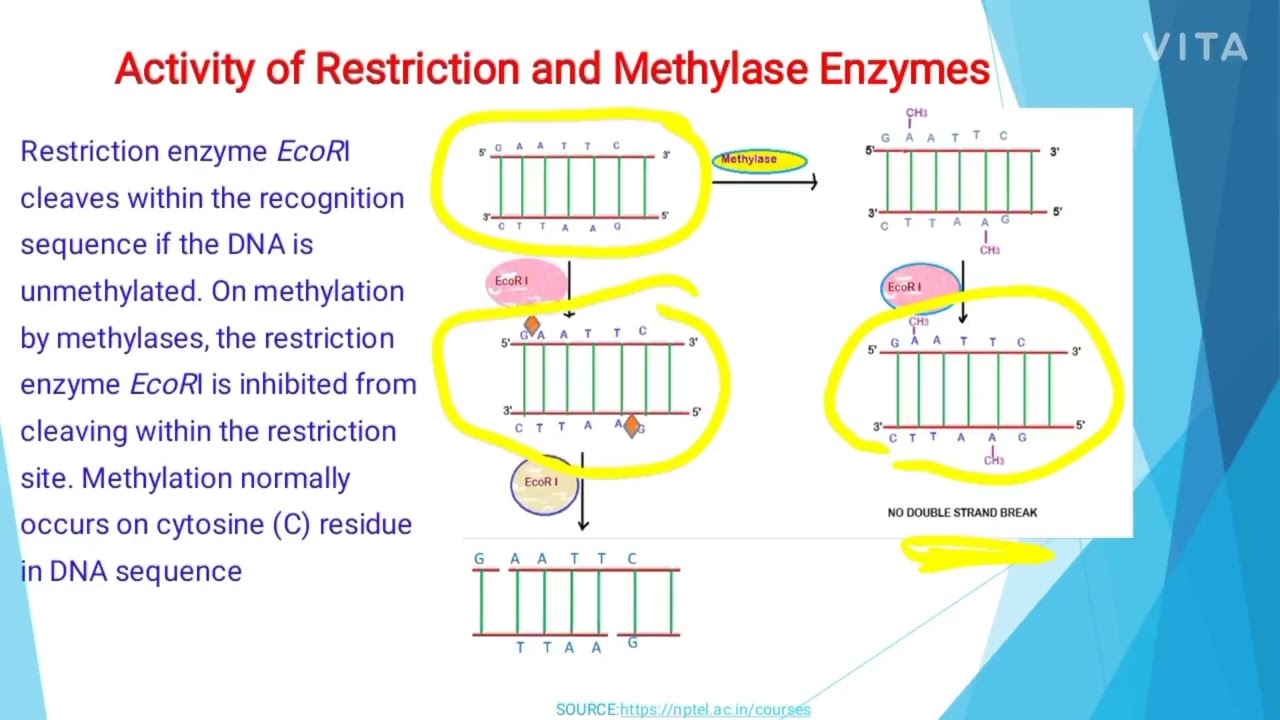 Introduction To Restriction Enzymes