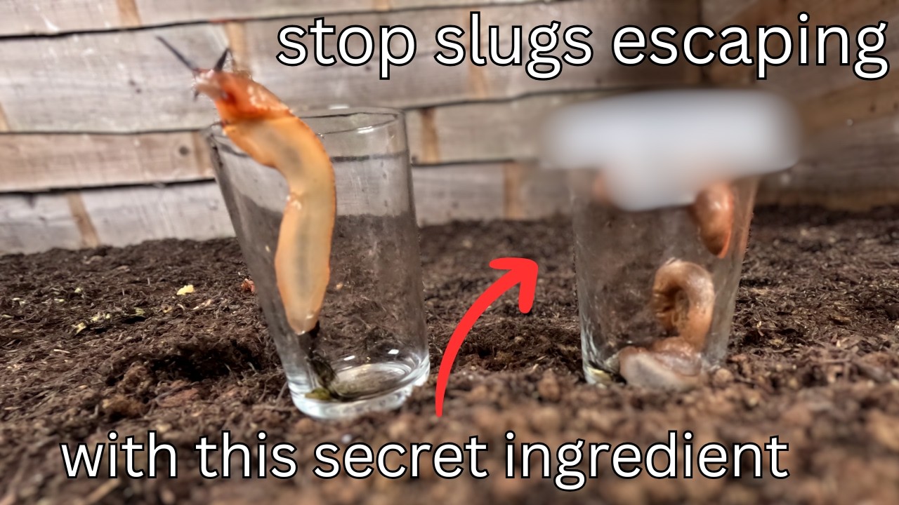 A simple diy slug trap - No Chemicals, Humane, and Made with Recycled Materials