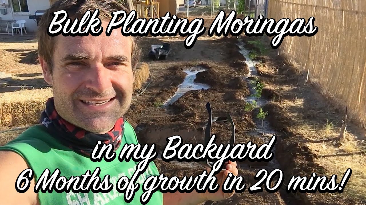 Ep126 - Bulk Planting Moringas in my Backyard - 6 Months of growth in 20 mins!