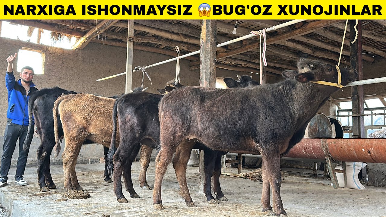 БОЗОРДАН АРЗОН ЙЕТУК ВА КЕЧКИ БОГОЗЛАР СОТУВДА ШОШИЛИНГ!