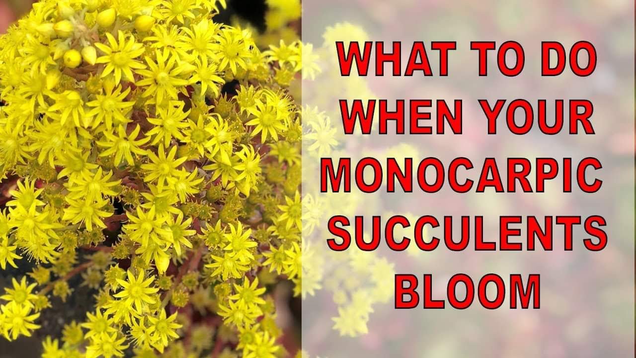 What to do when monocarpic succulents bloom.