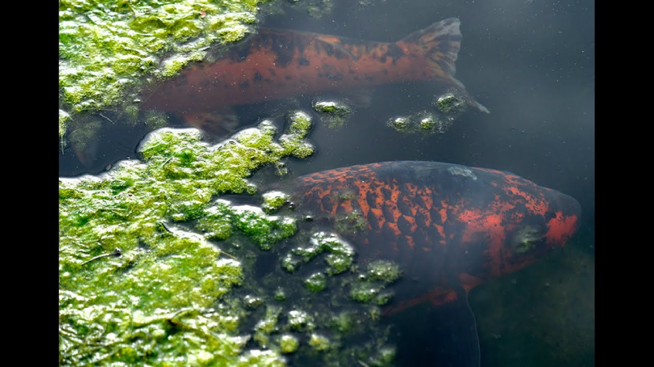 Hồ koi bị tảo - 3 cách diệt tảo dễ làm nhất | Koi pond with algae - 3 easiest ways to kill algae