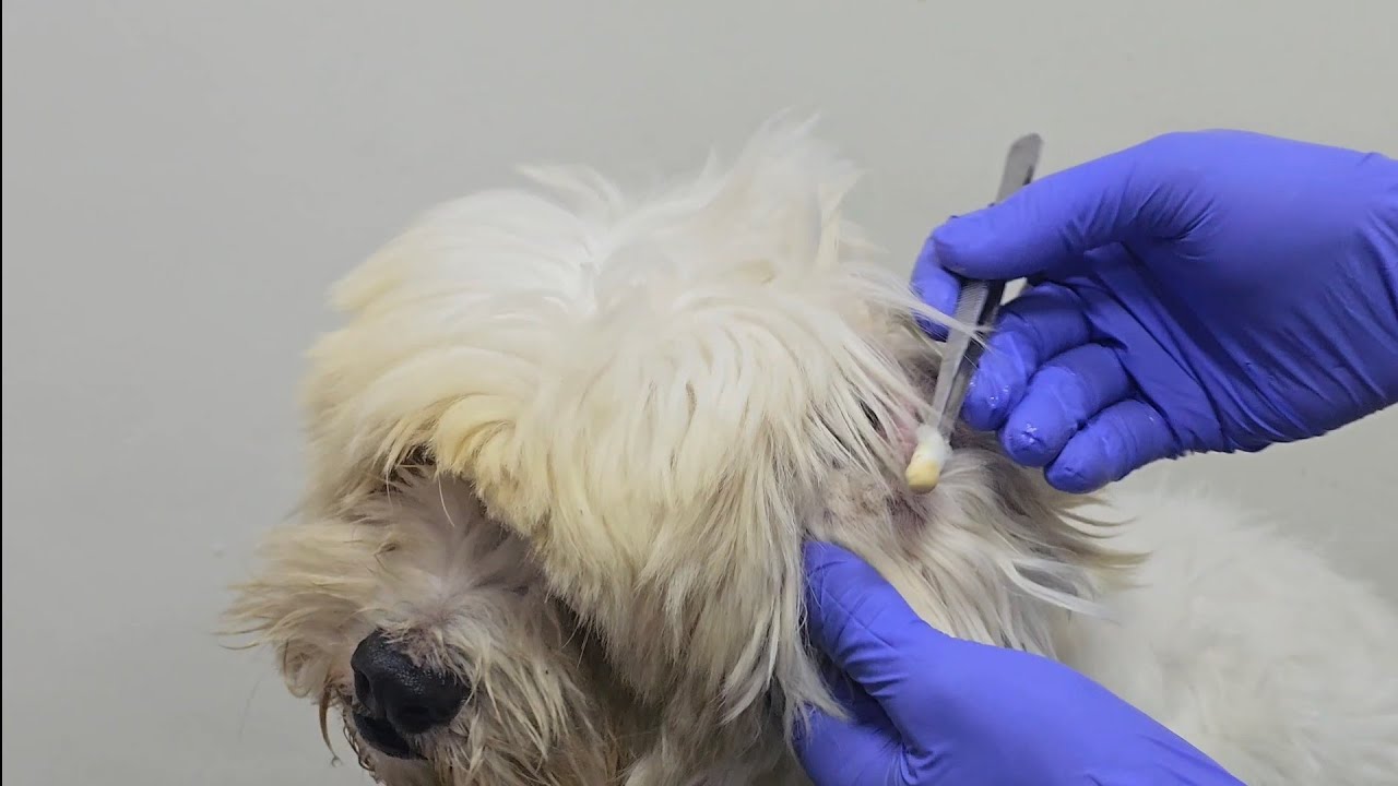 Excessive ear hairs and infections