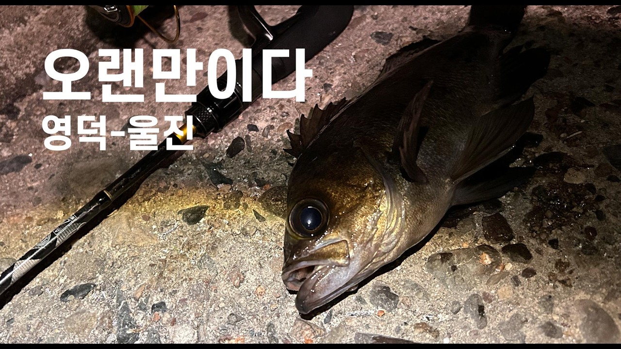 오랜만에 만난 덩어리 볼락!