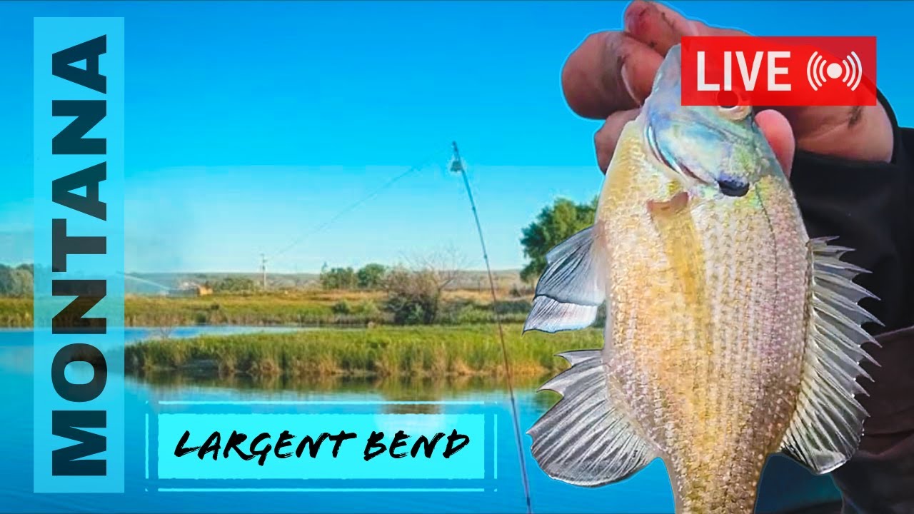 #LIVE