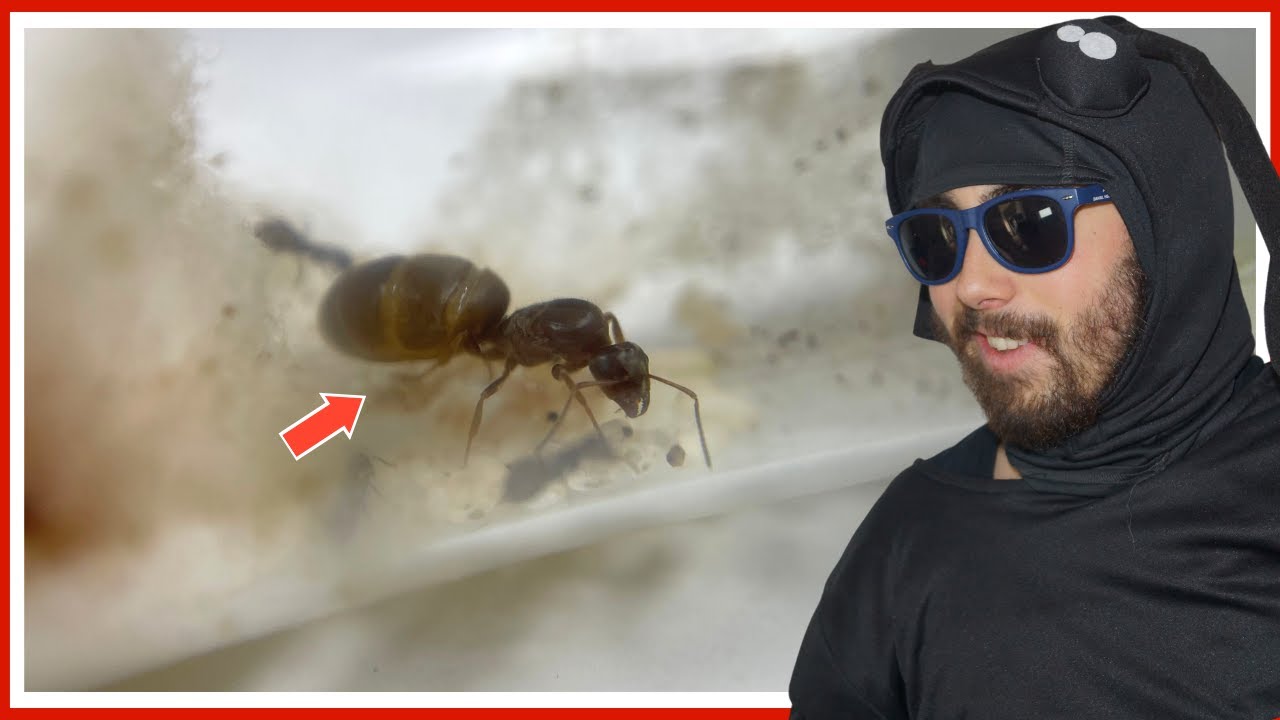 La fourmi parfaite pour débuter l'élevage (Lasius niger)