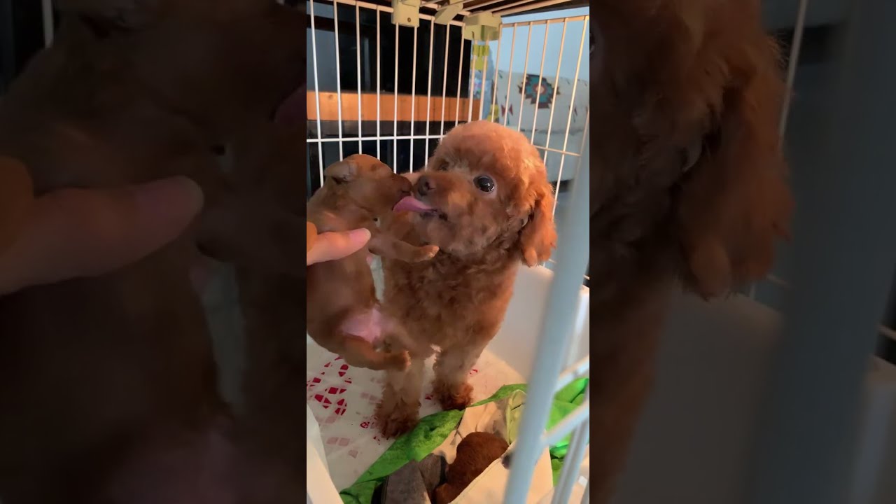 Winterfell Kennel Malang sedang live sekarang!
