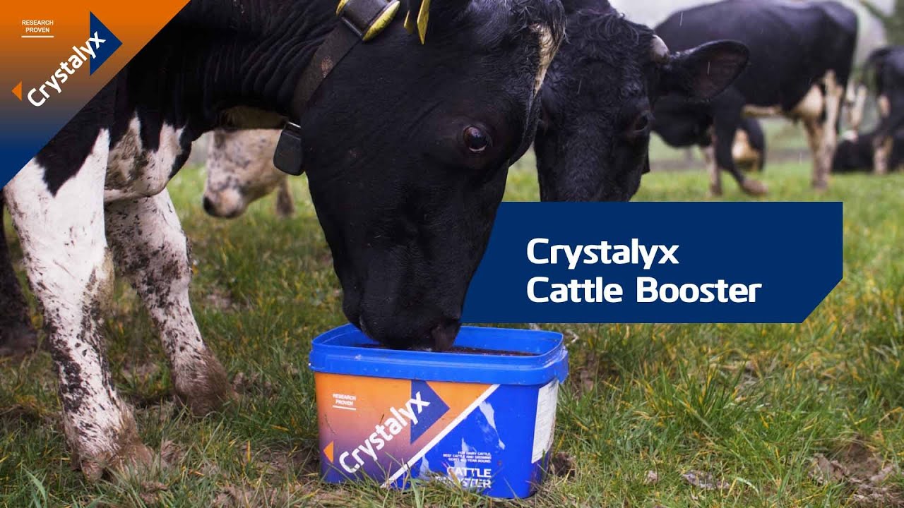 Crystalyx Cattle Booster: Improve forage intake & feed conversion efficiency for optimal performance