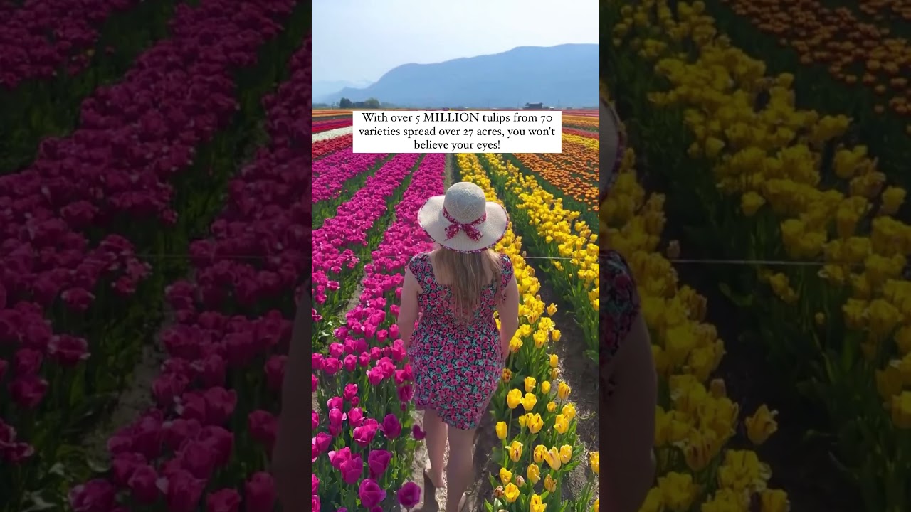 Canada&rsquo;s Largest Tulip Festival - 5 MILLION Tulips!