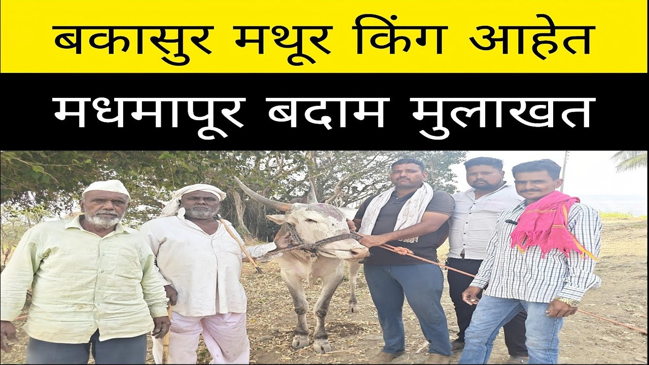 बदाम चे मालक म्हणाले मथूर पब्लिकचा बादशाह आणि बकासुर सारखा बैल कधी बघितला नाही ..