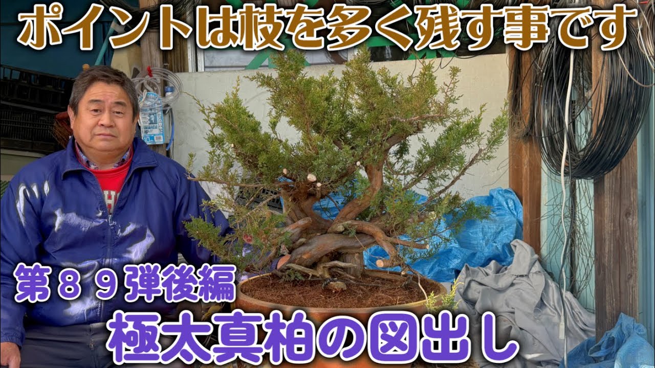 【盆栽】第８９弾後編　極太真柏の図出し【ポイントは枝を多く残す事です】