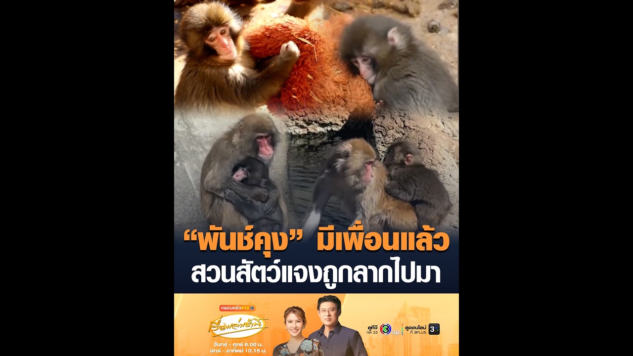 “พันช์คุง” มีเพื่อนแล้ว สวนสัตว์แจงถูกลากไปมา
