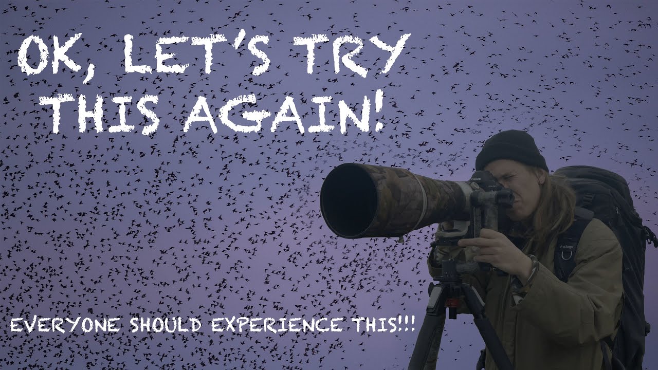 Photographing the STARLING MURMURATION at RSPB Ham Wall - WILDLIFE VLOG