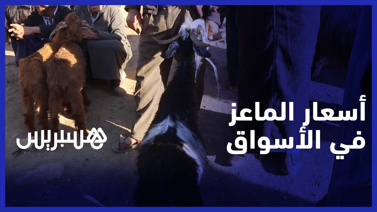 مع اقتراب عيد الأضحى.. هذه أسعار الماعز بأكبر سوق بإقليم  بني ملال