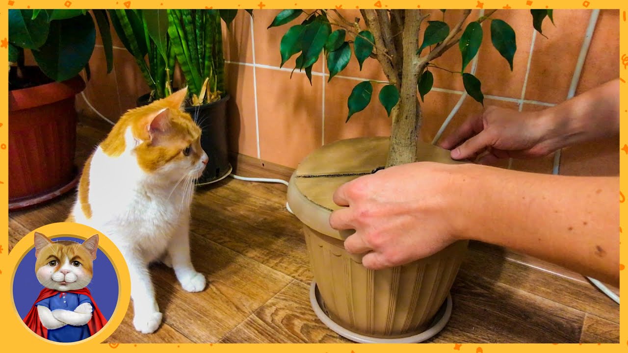 Лайфхак как спасти цветы от котов. Это очень просто и полезно!