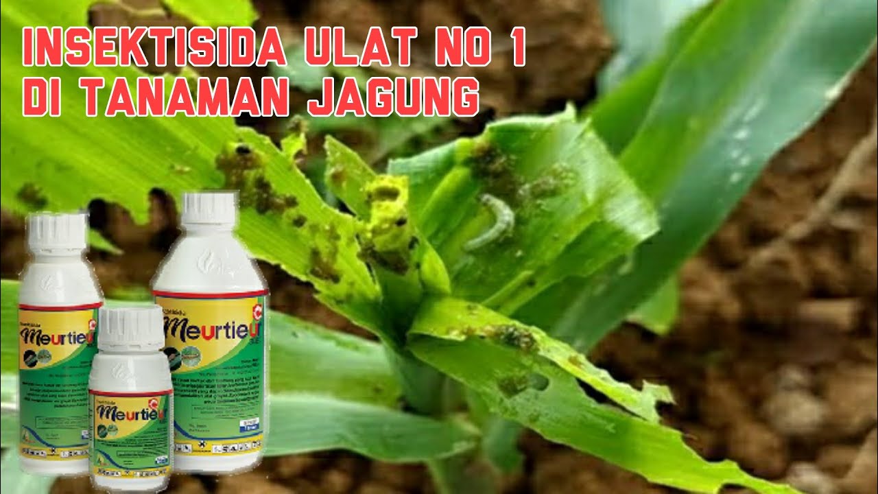 INSEKTISIDA ULAT PADA TANAMAN JAGUNG