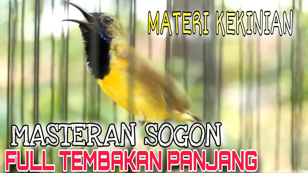 MASTERAN SOGON FULL TEMBAKAN KEKINIAN PANJANG PALING DICARI
