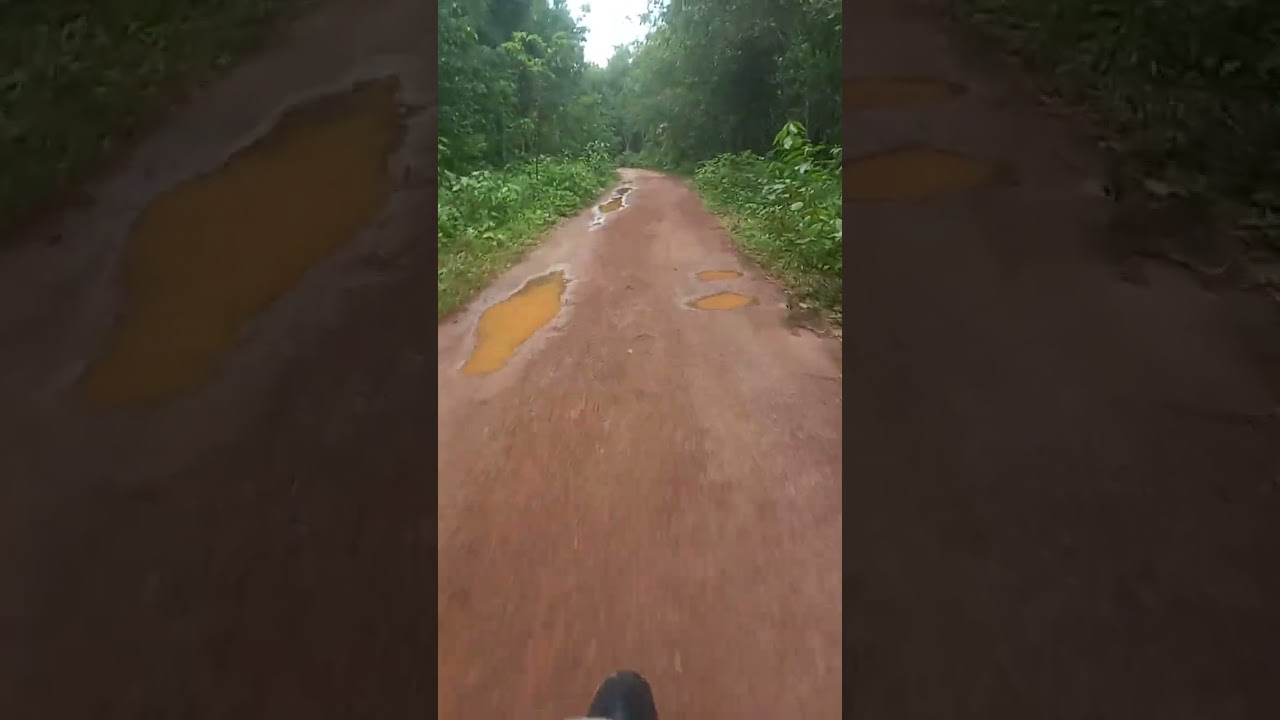 Rural road and rubber plantation. #rural #trees #travelling #rubber