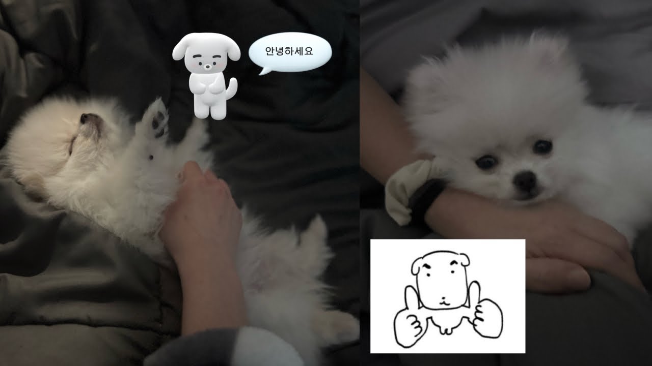 [3개월] 양갱이 2주 다 모았zip | 크림 포메라니안 | 일상 VLOG | 강아지 #강아지 #포메라니안 #일상브이로그 #zip #추천 