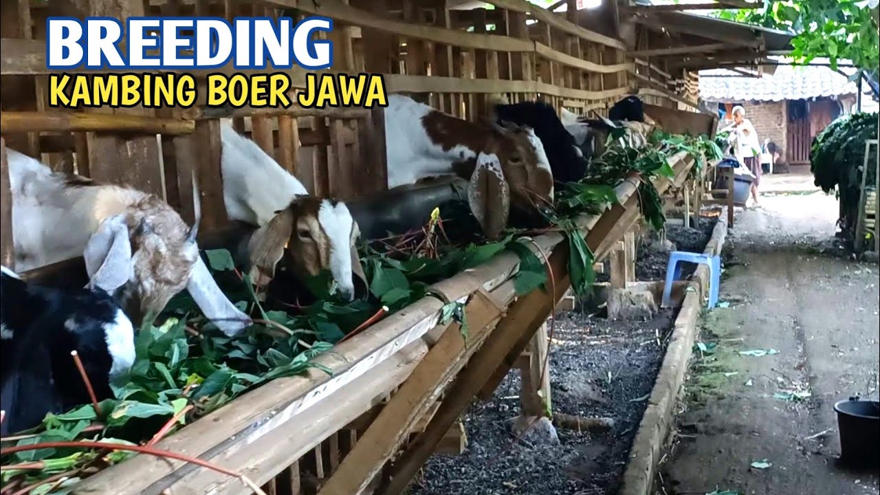 Sukses Breeding Kambing Rambon Dan Boer Jawa, Kandangnya Bebas Bau
