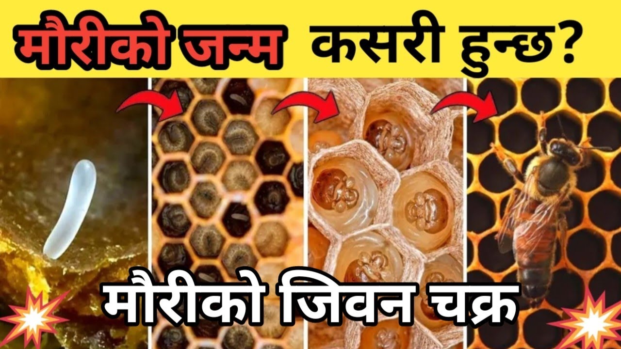मौरीको जन्म कसरी हुन्छ? मौरीको जीवन चक्र | Honey bee life cycle | गाउले | gaule brand