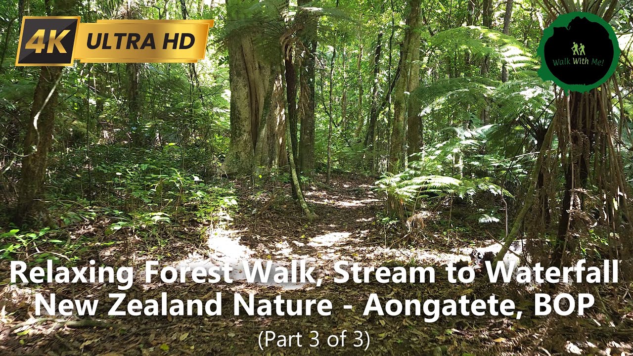 Relaxing Forest Walk, Stream to Swimming Hole #naturetrail #hikingadventures #forestsounds