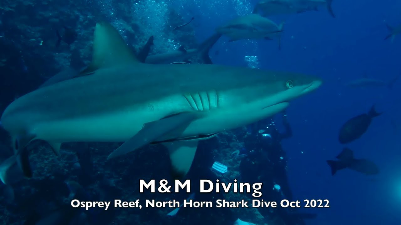 M&M Diving Osprey Reef Coral Sea, North Horn Shark Dive Oct 2022