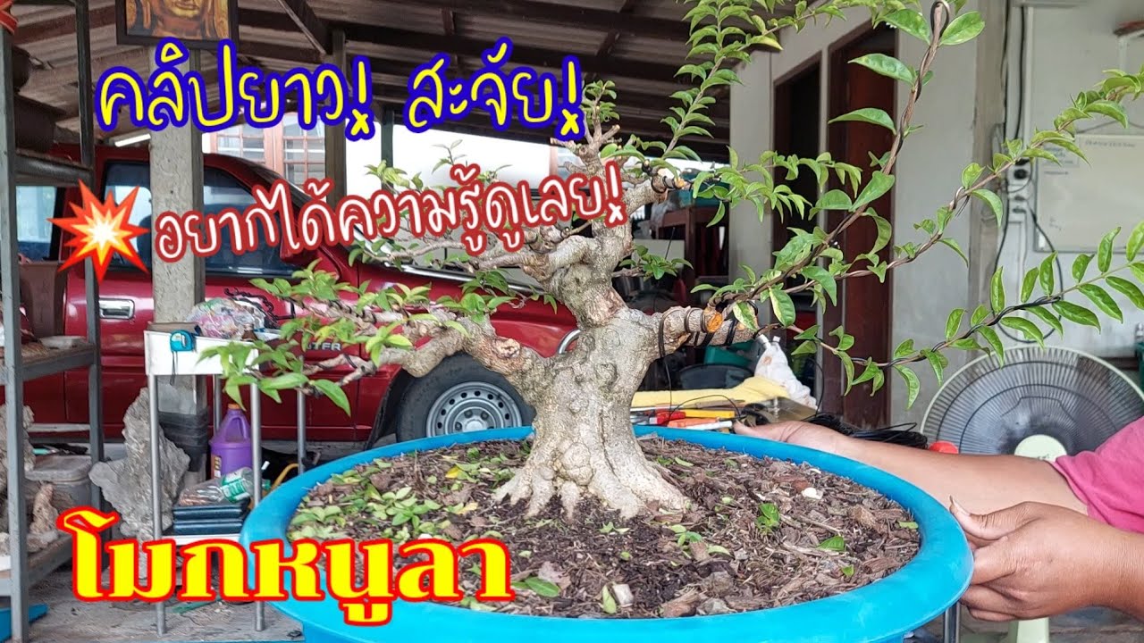 👍💥ดูคลิปนี้จบเข้าใจแจ่มแจ้งแดงแจ๋แน่นอนในการสร้างโมกหนูลา