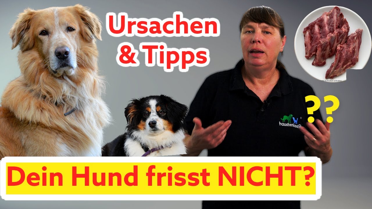 Was tun, wenn Dein Hund nicht frisst! Welpe frisst nicht! Ursachen & Tipps I BARFEN für Anfänger