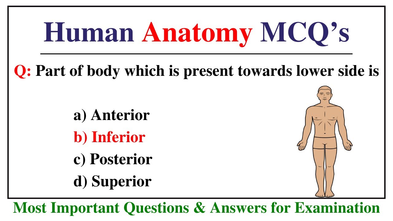Anatomy And Physiology Quiz | Anatomy And Physiology Quiz Questions And Answers | Anatomy Quiz