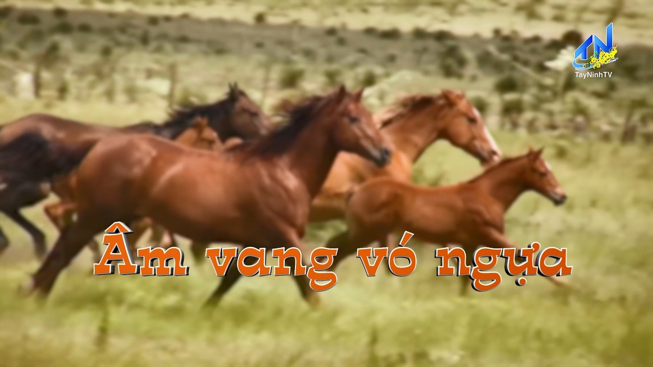 ÂM VANG VÓ NGỰA | TayNinh TV | Xuân Bính Ngọ 2026