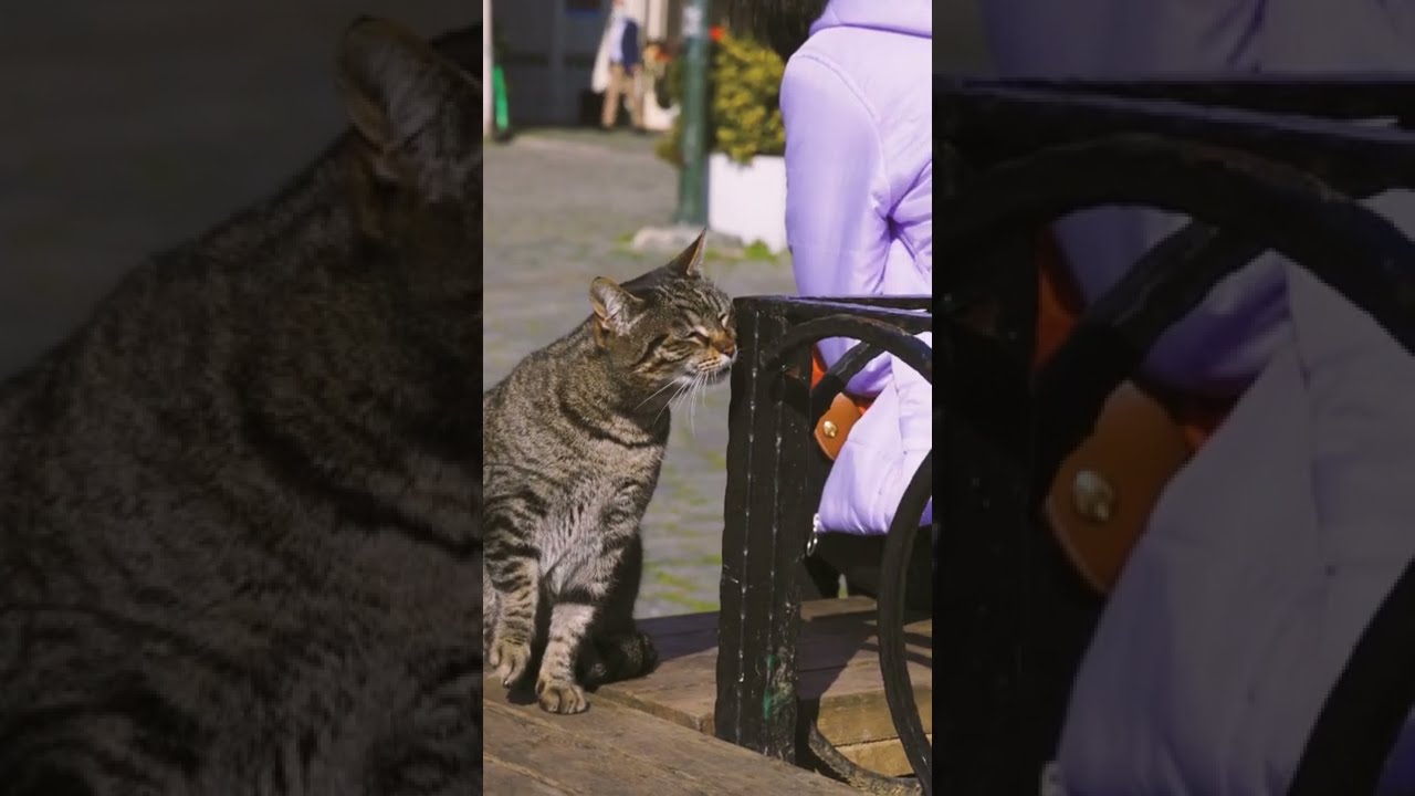 Cat lovers #shorts #viralvideo #animalslover