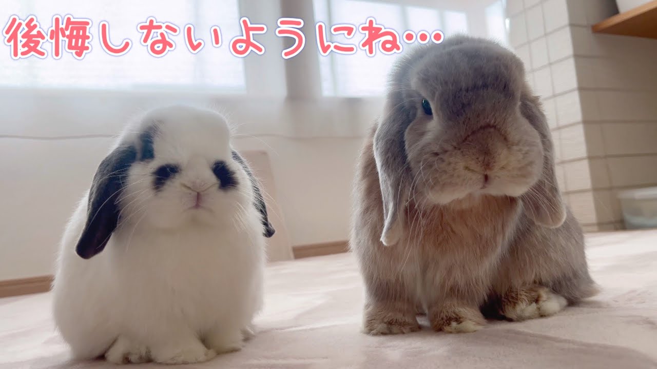 【うさぎ】全ての飼い主へ伝えたいこと #336