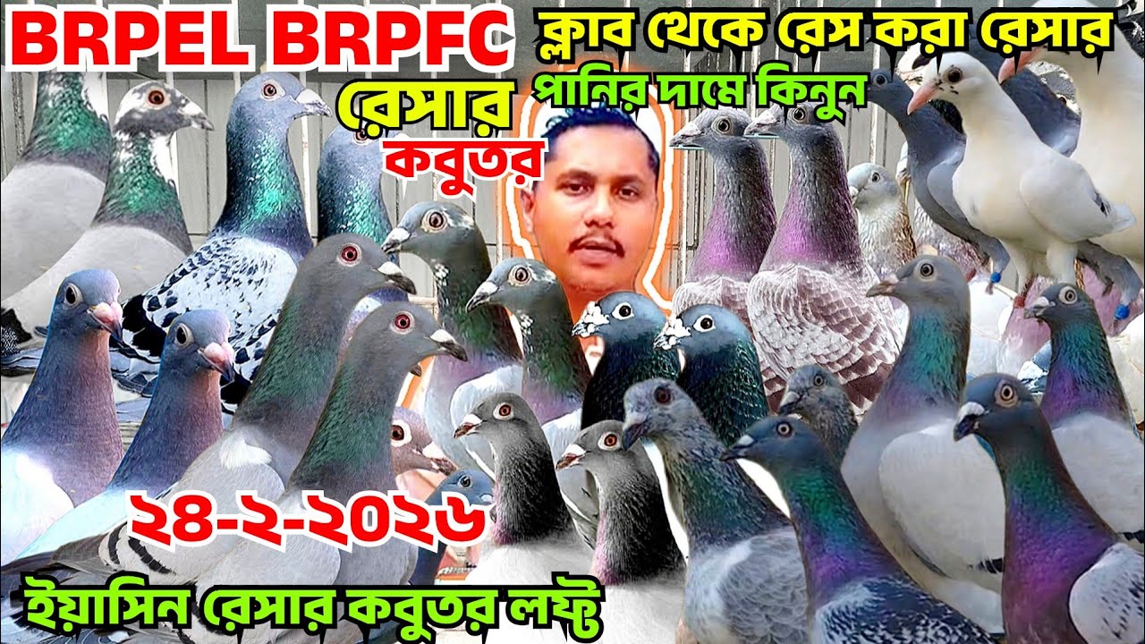 BRPEL ARPCD ক্লাবের রেসার কবুতর বিক্রি হবে। পানির দামে কবুতর বিক্রি হবে। আসল রেসার কবুতর,ইয়াসিন ভাই