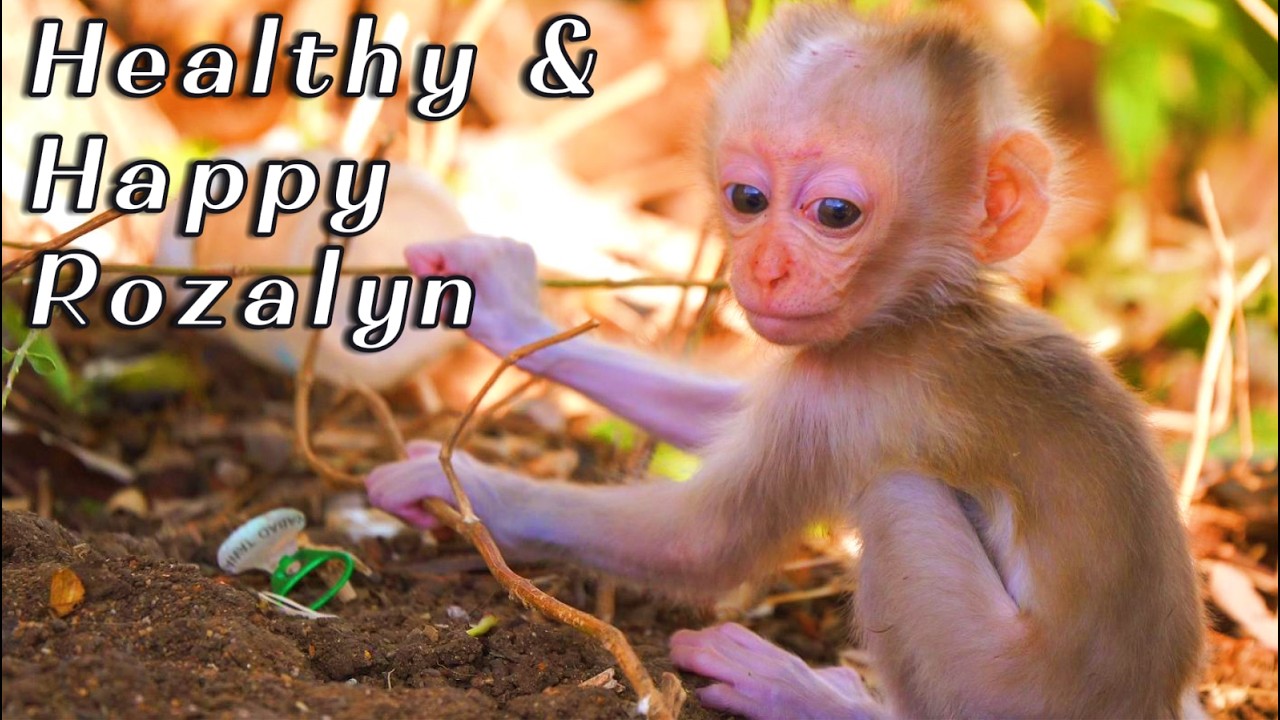 Baby Rozalyn Growing Stronger Every Day  Mama Monkey Roza’s Loving Care Update