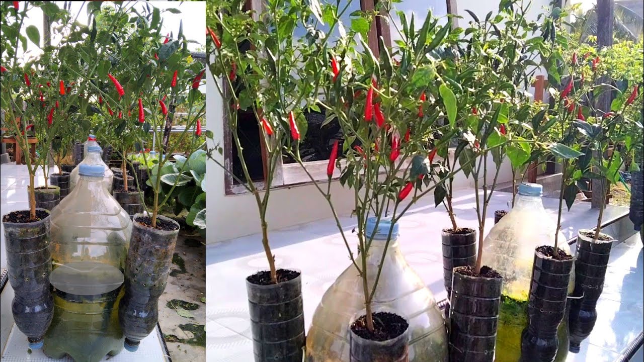 Cara menanam cabe rawit di botol agar berbuah lebat tanpa lahan & tanah