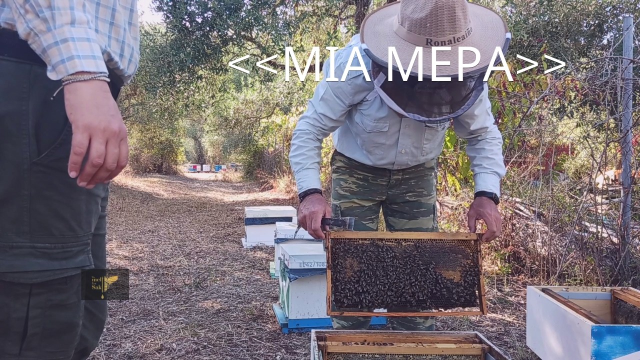 «Έτσι γίνεται ο τρύγος στα πεύκα – σε πραγματικές συνθήκες»