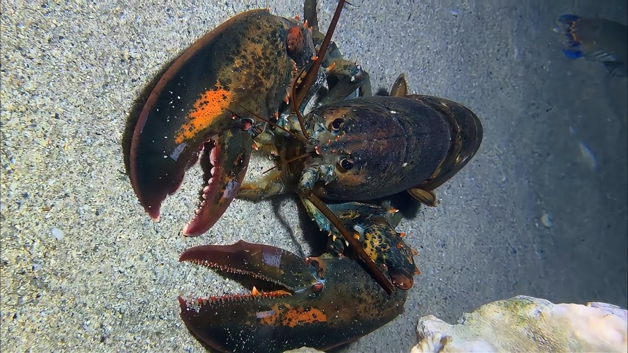 Diving to catch seafood, are there any creatures you like?  RQ075  #seafood  #crab #fishing