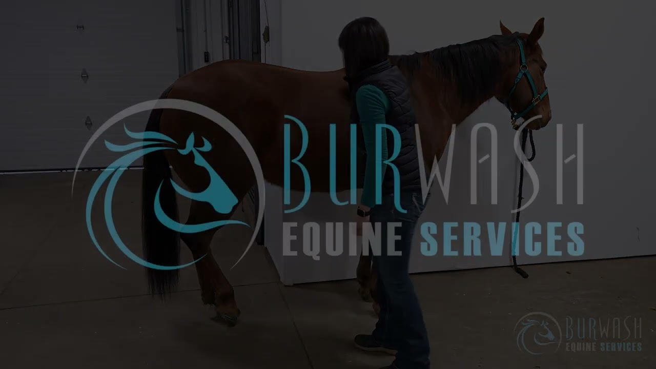 Horse Stretches - Hindlimb Protraction