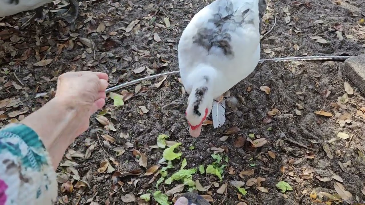 Dennis & I discuss winter clothing while I feed all the Muscovy ducks. Wind chimes.