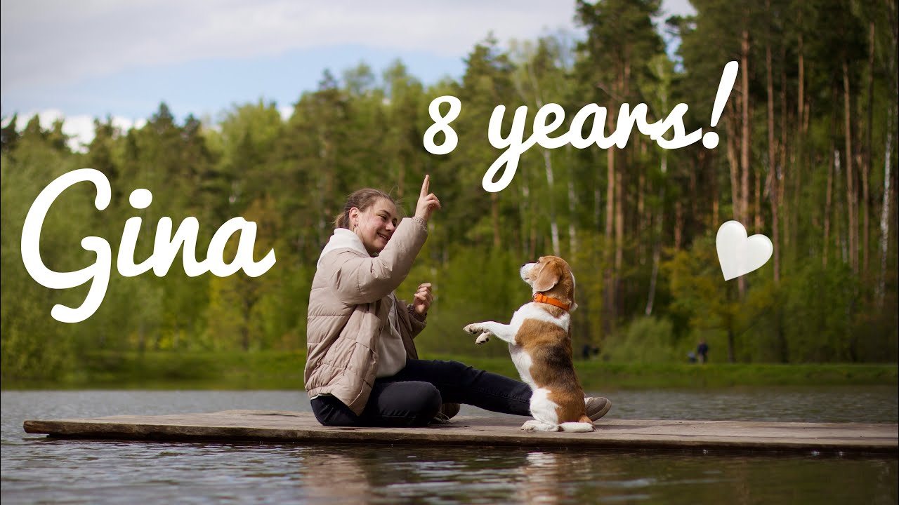 Beagle Gina - 8 years of love 💞