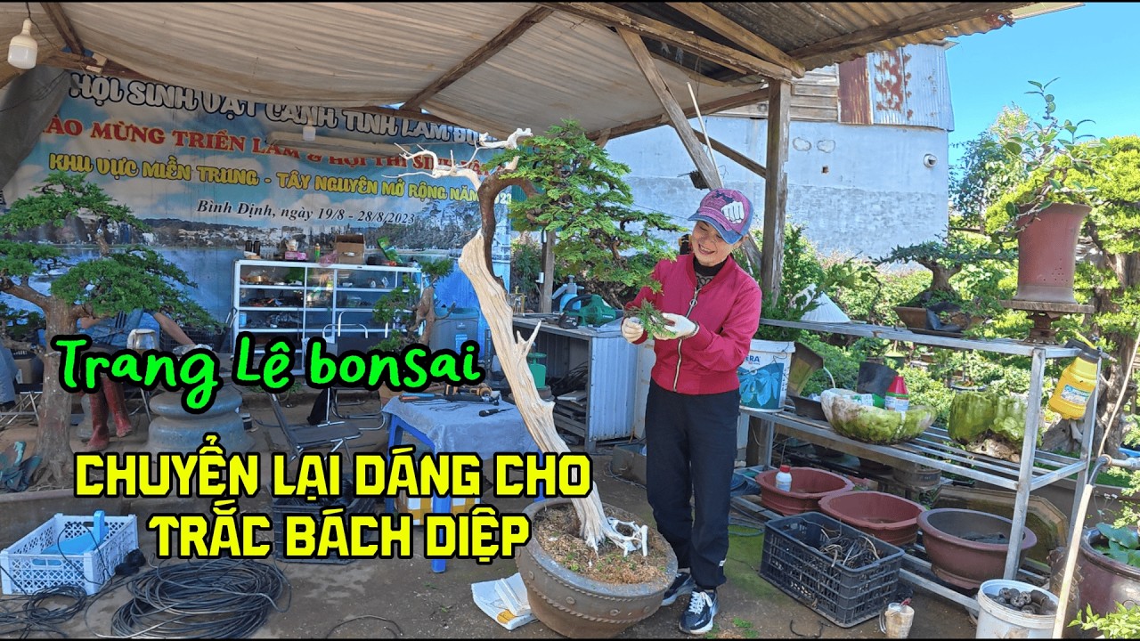 “Cây trắc bách diệp này mình làm lại từ gốc – kết quả ngoài dự doán 