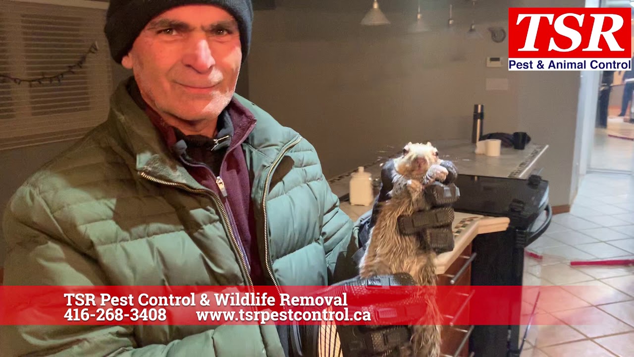 Toronto squirrel removal wildlife removal