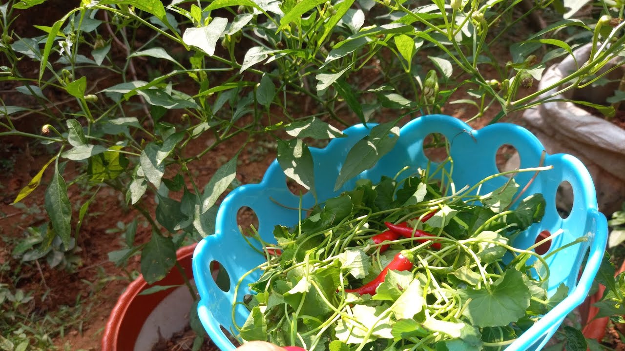 Brahmi leaves curry ####