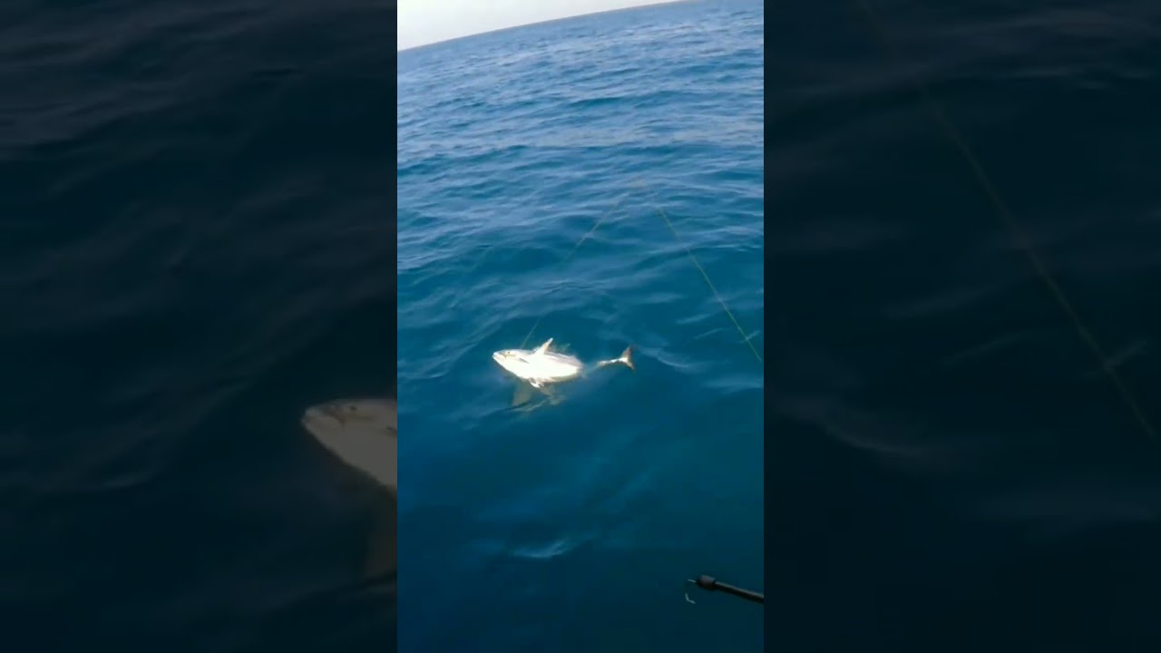 6Kg. Tuna Catch in Qatar Ocean #shorts #short #viral #trending #video #shortvideo #fishing